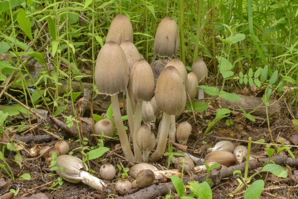 Навозник обыкновенный гриб