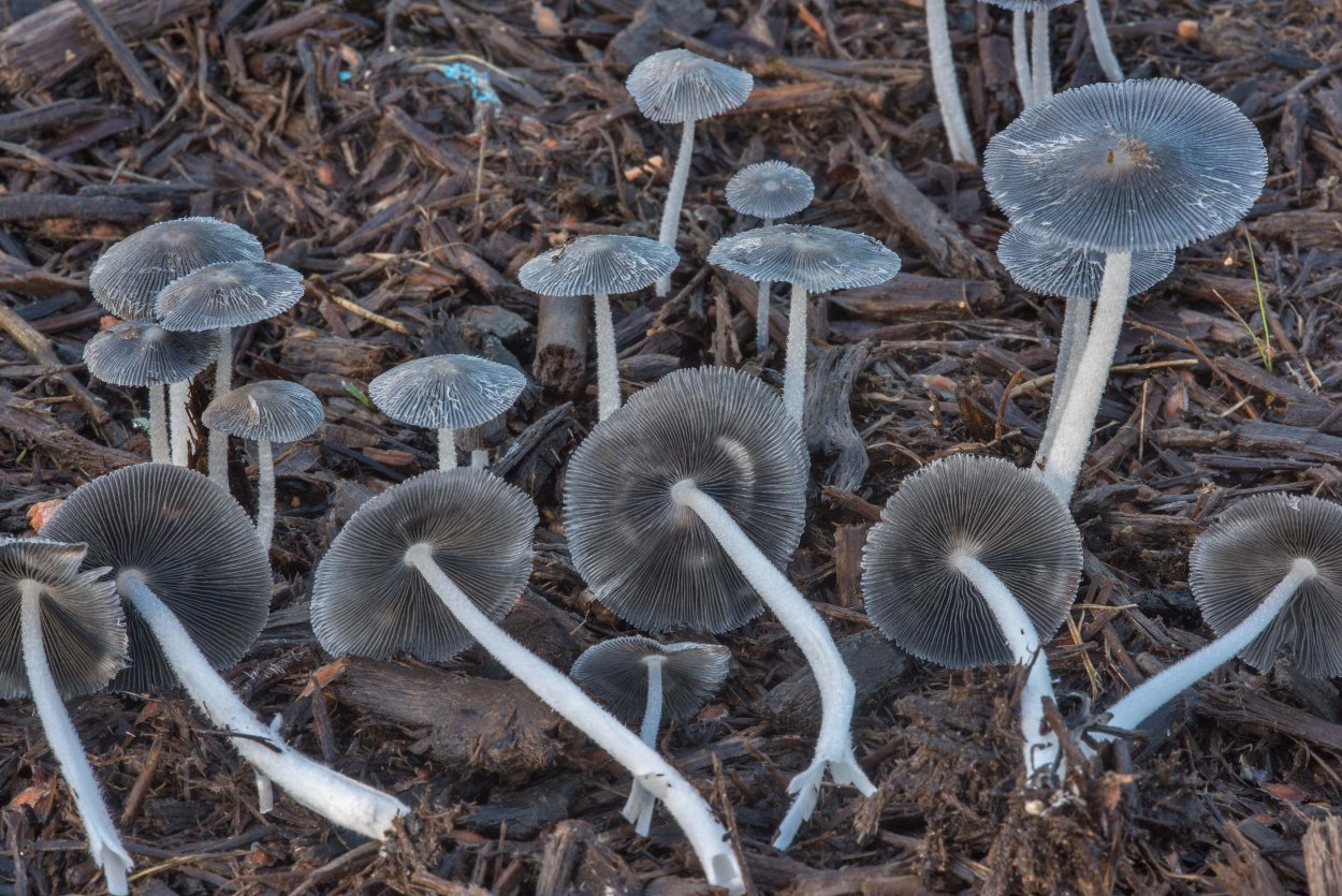 Panaeolus cyanescens