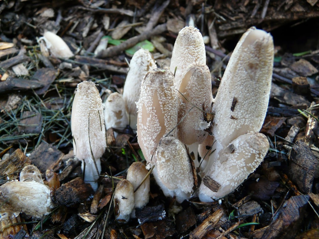 Панеолус мотыльковый гриб