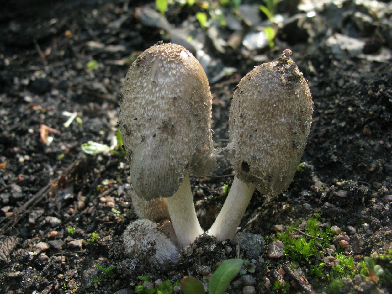 Coprinopsis lagopus