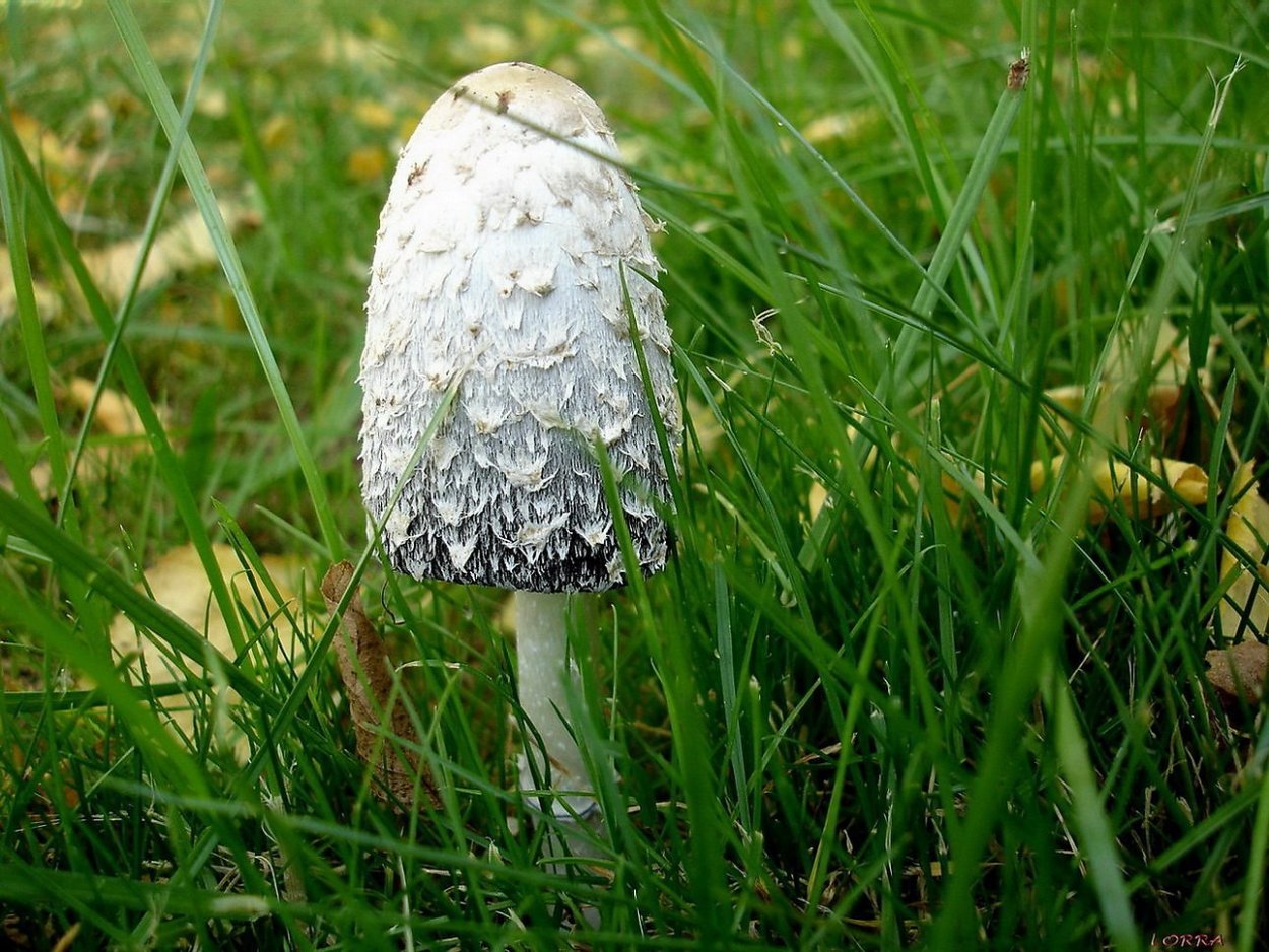 Навозник мерцающий Coprinus micaceus