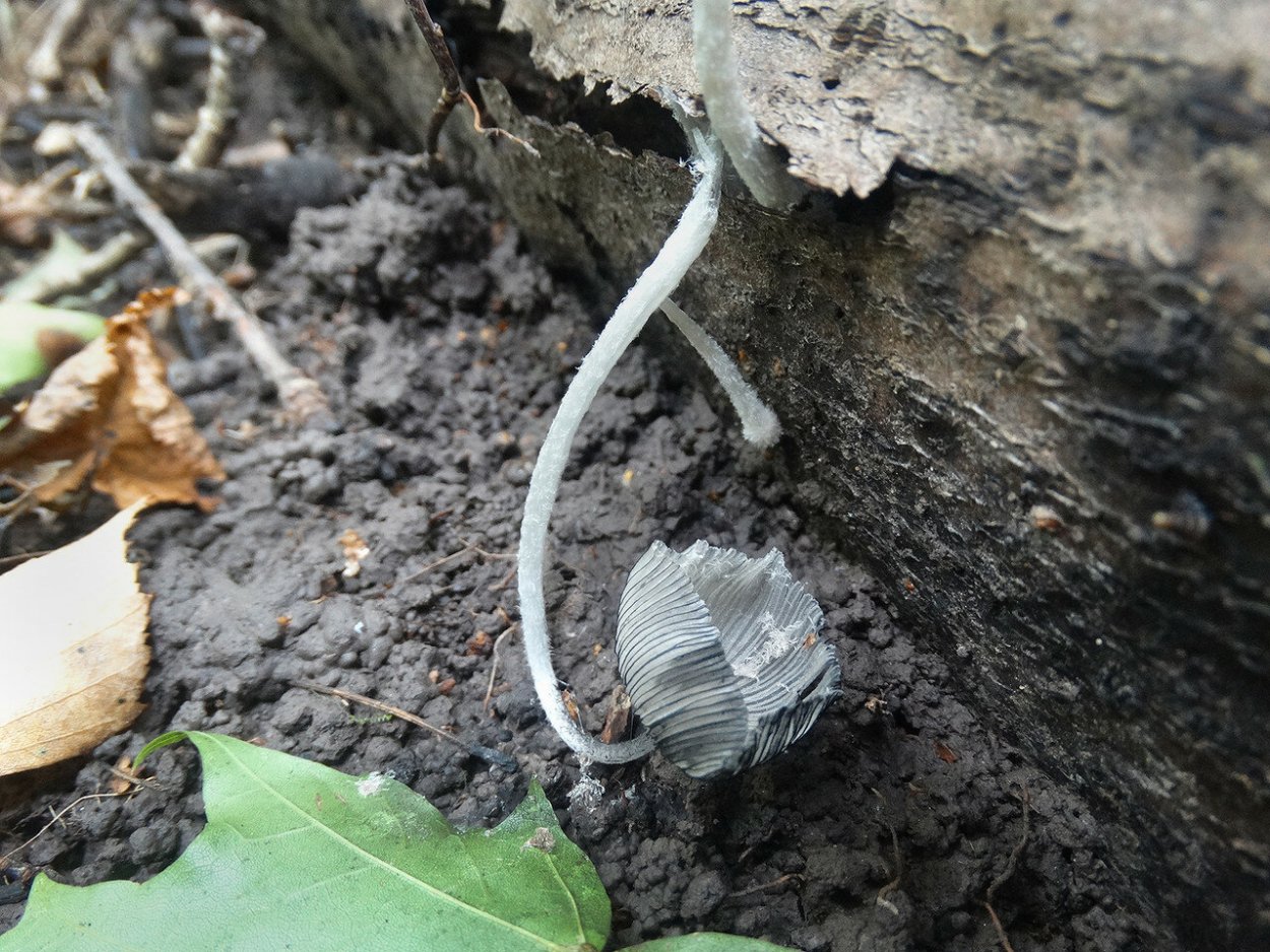 Навозник белый Coprinus comatus