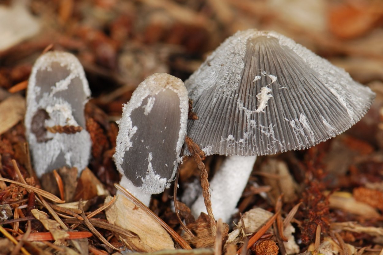 Coprinus lagopus