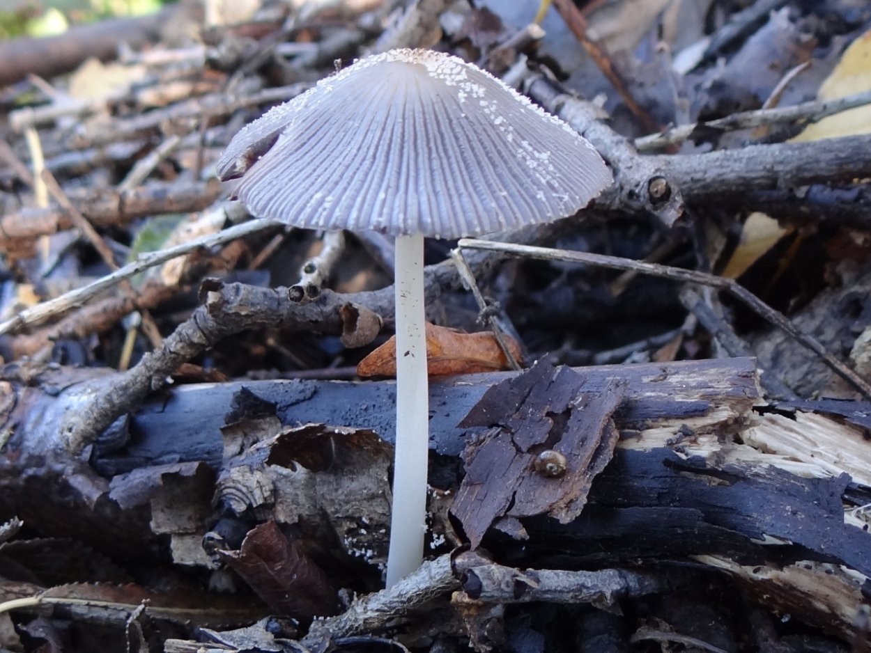 Навозник золотистый