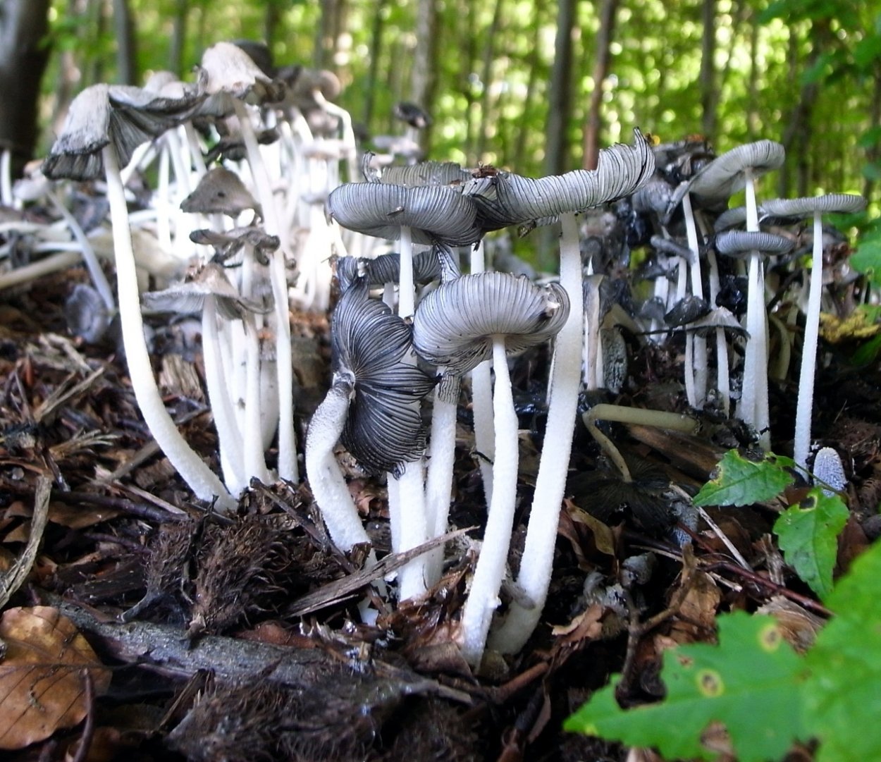 Навозник Coprinopsis