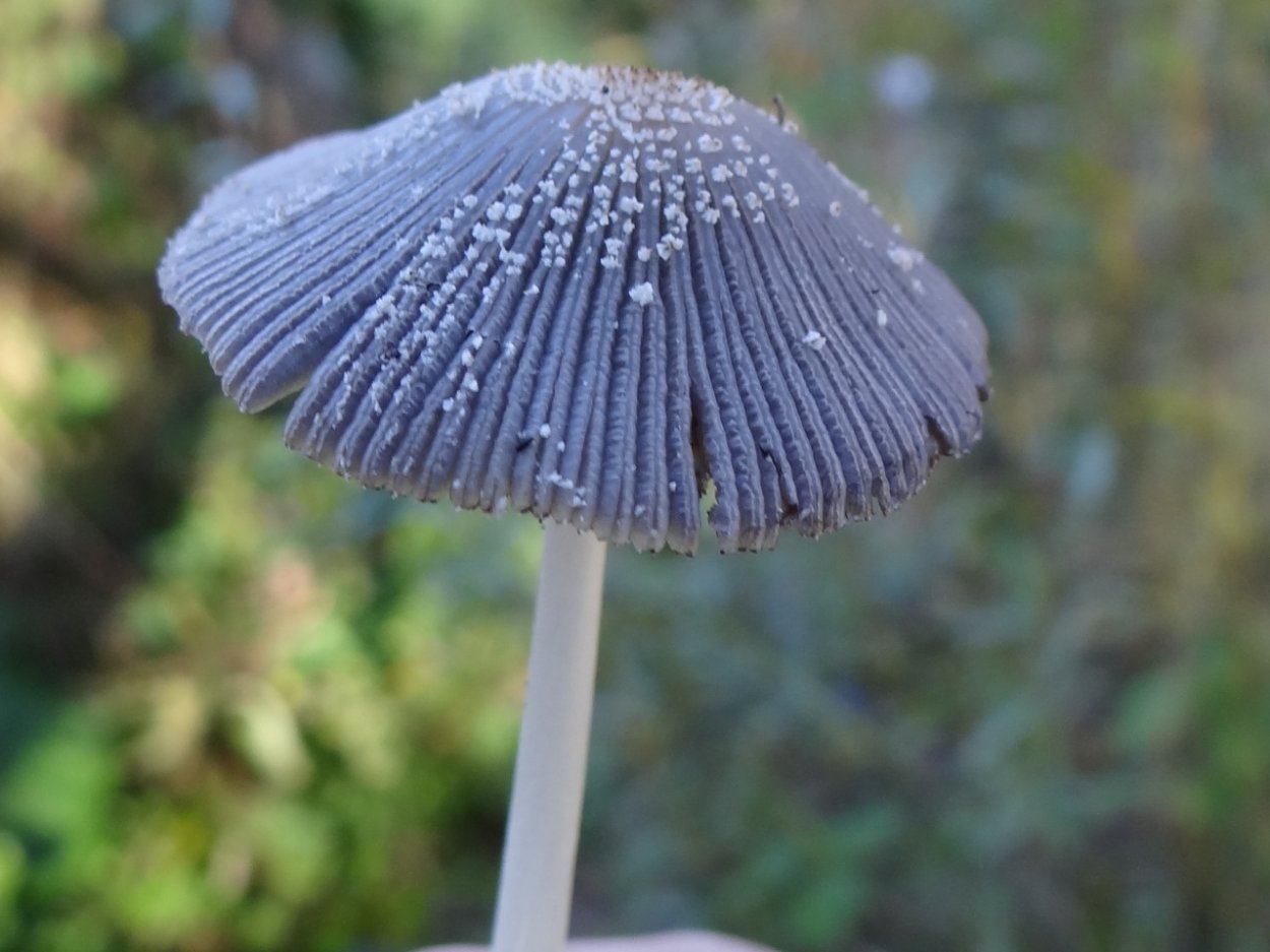 Навозник серый Coprinus atramentarius