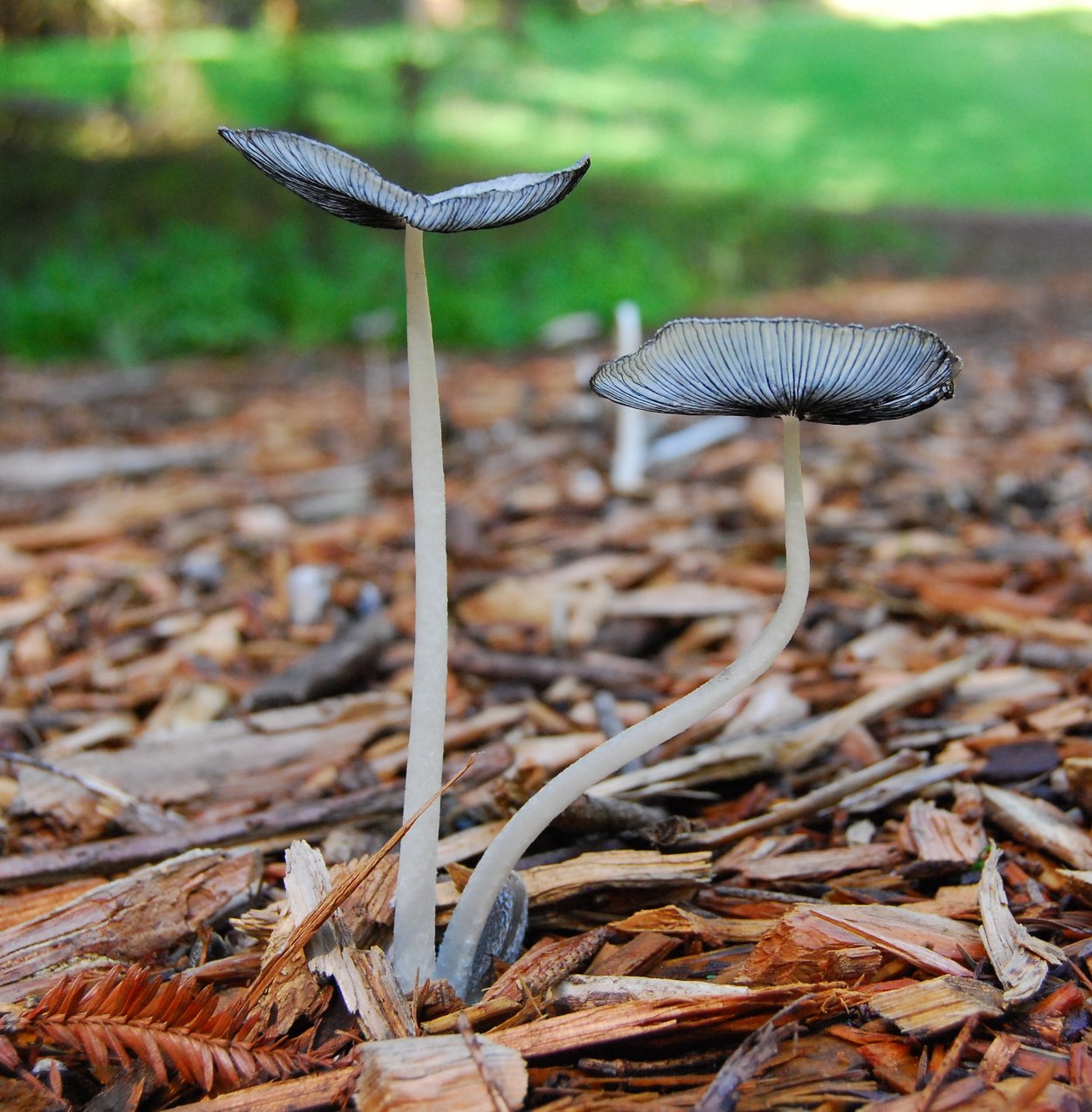 Навозник обыкновенный гриб