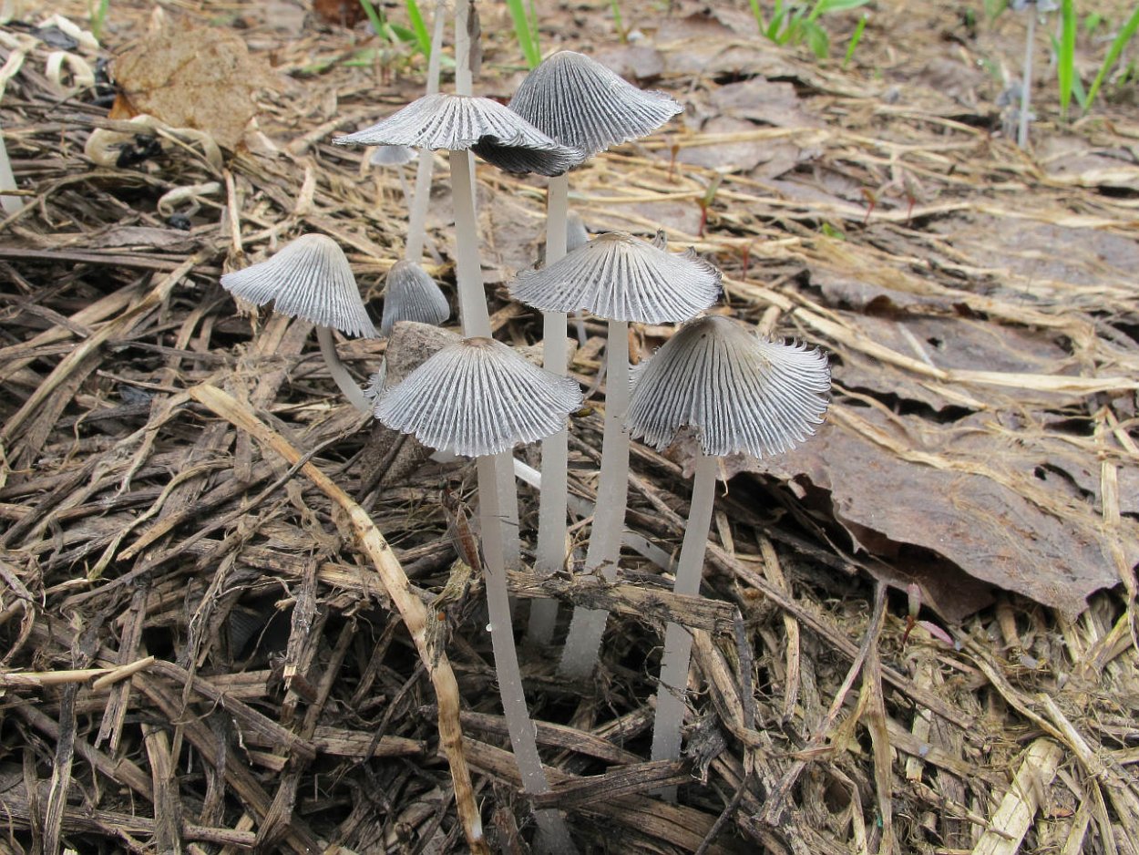 Гриб навозник дятловый