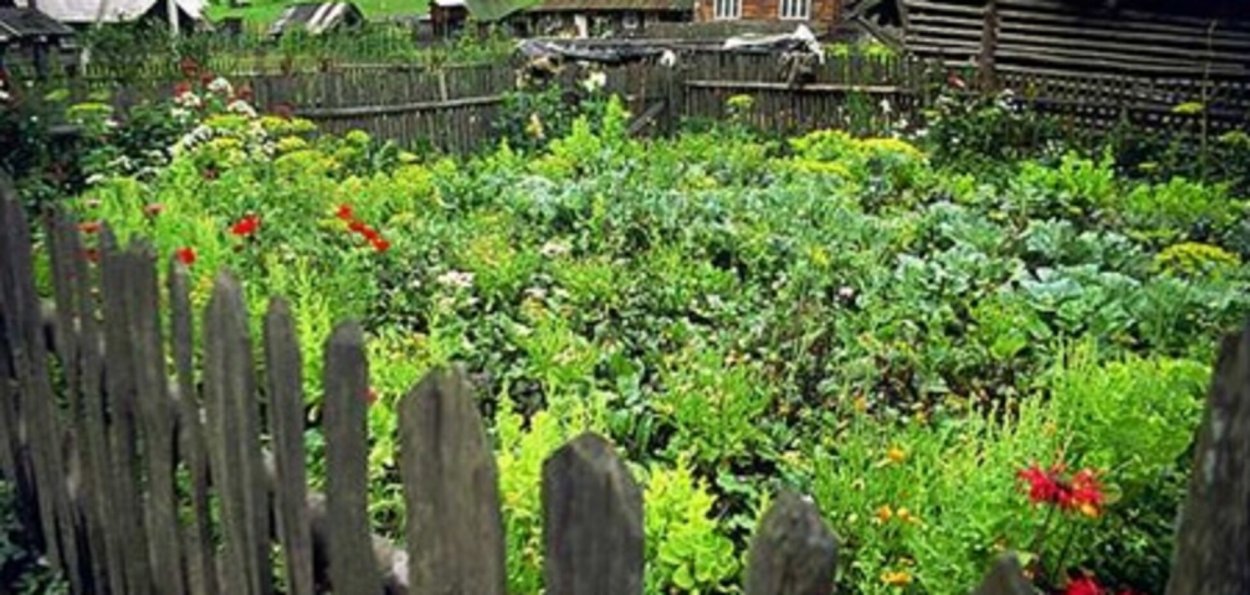 Садовый участок грядки