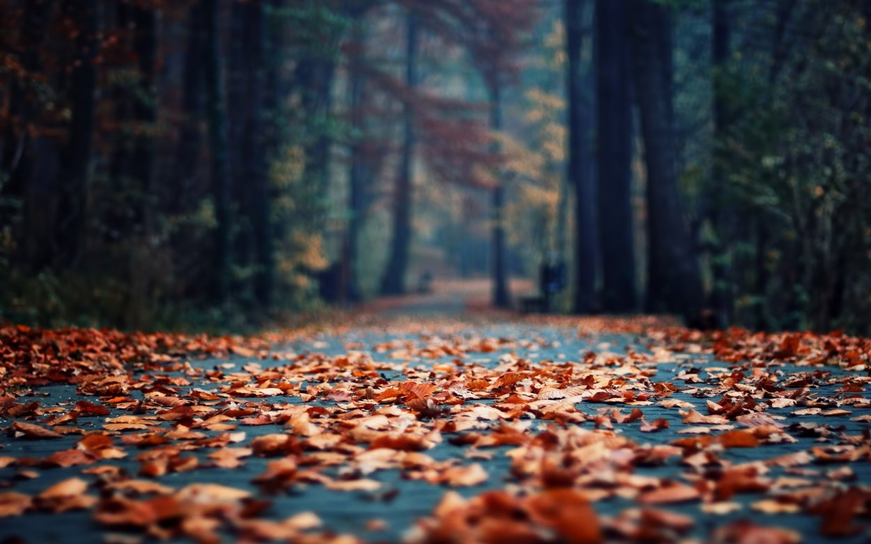 Осень картинки