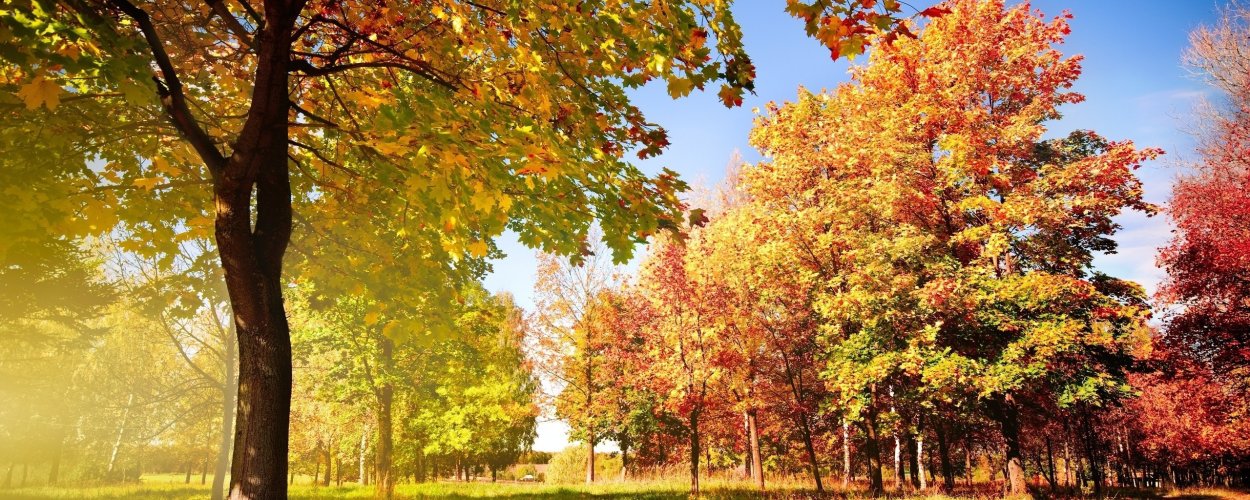Солнечный осенний день