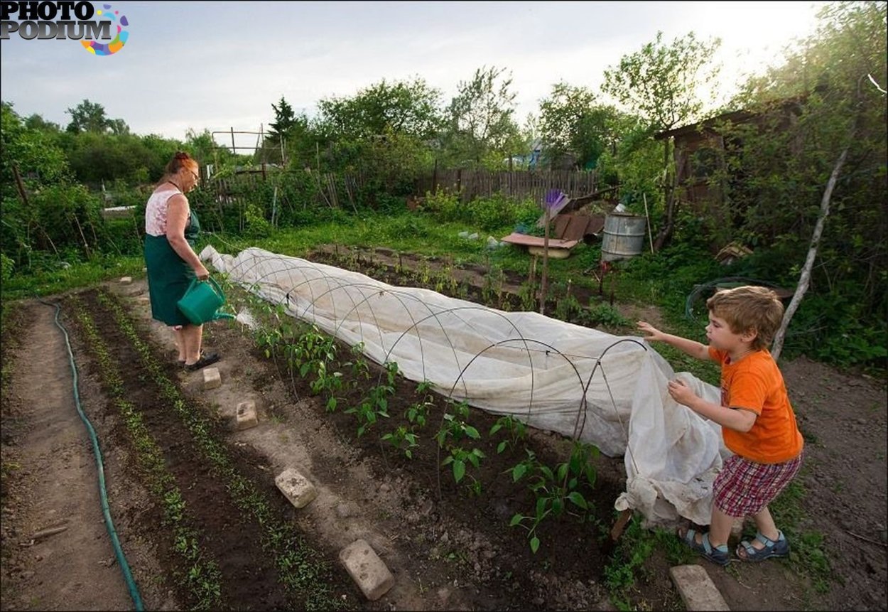 Огород в деревне