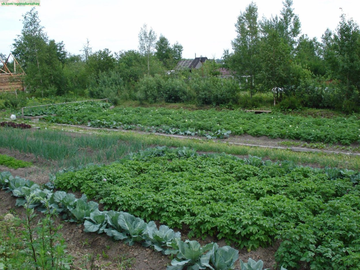 Огородик Бабушкин огород