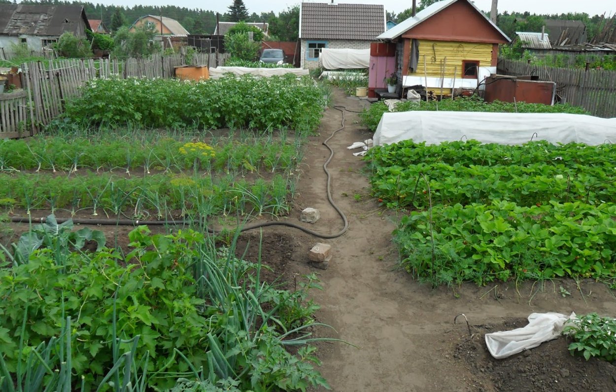 Огород в деревне