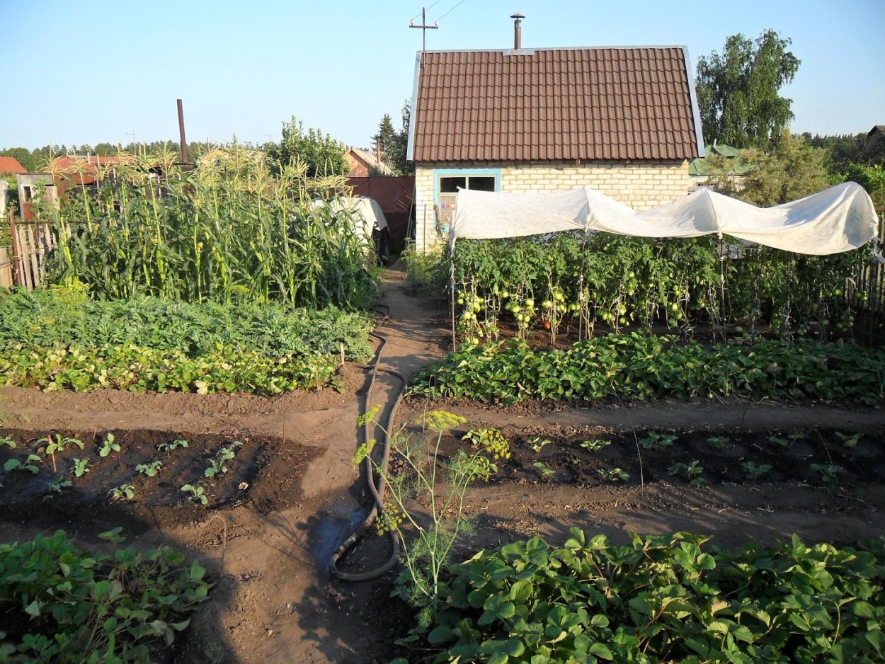 Деревенские и дачные огороды