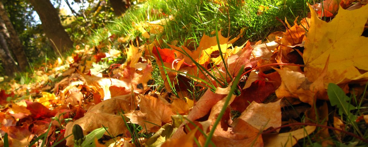 Осенние листья в лесу