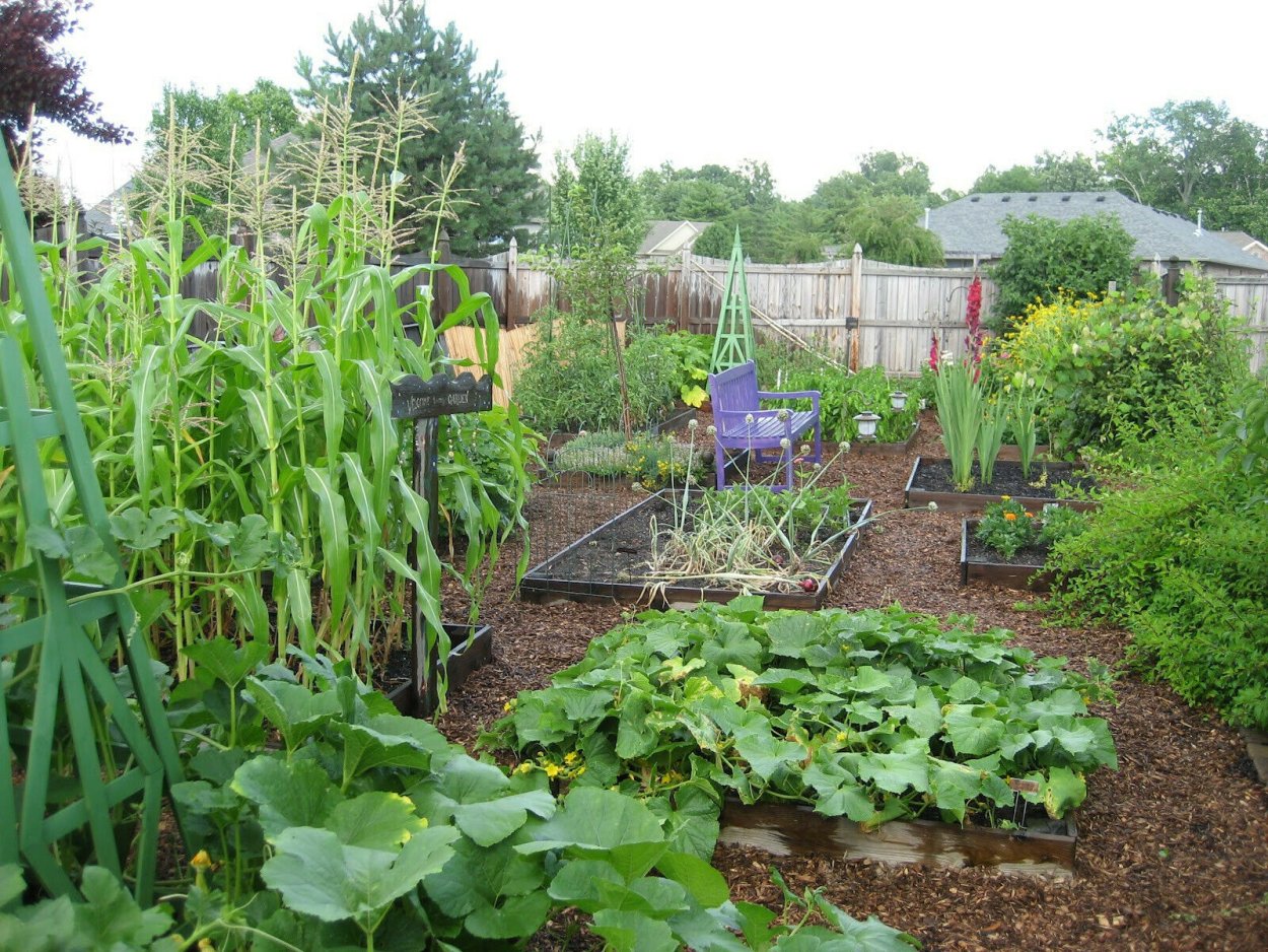 Огород в деревне