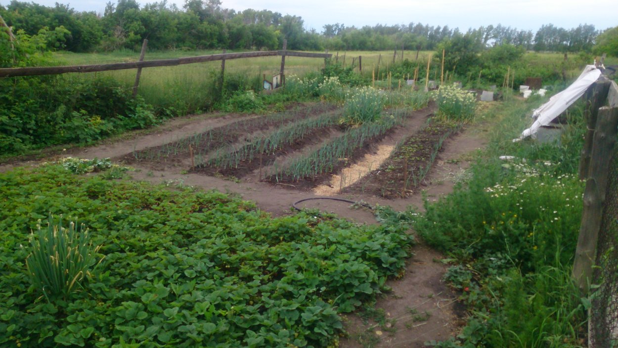 Огородик в деревне