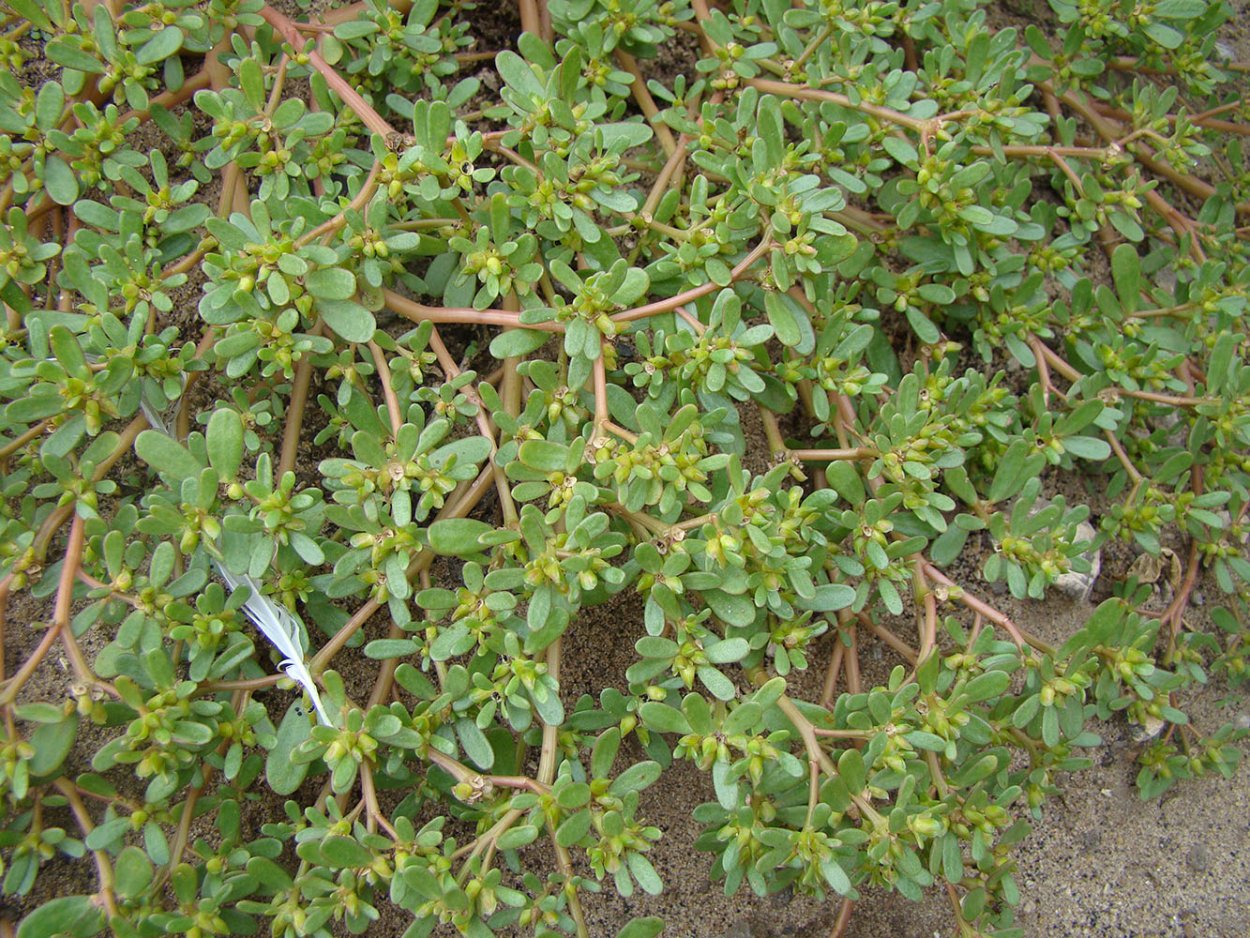 Трава портулак огородный