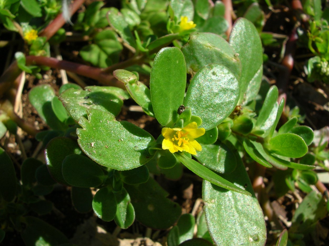 Портулак дикий