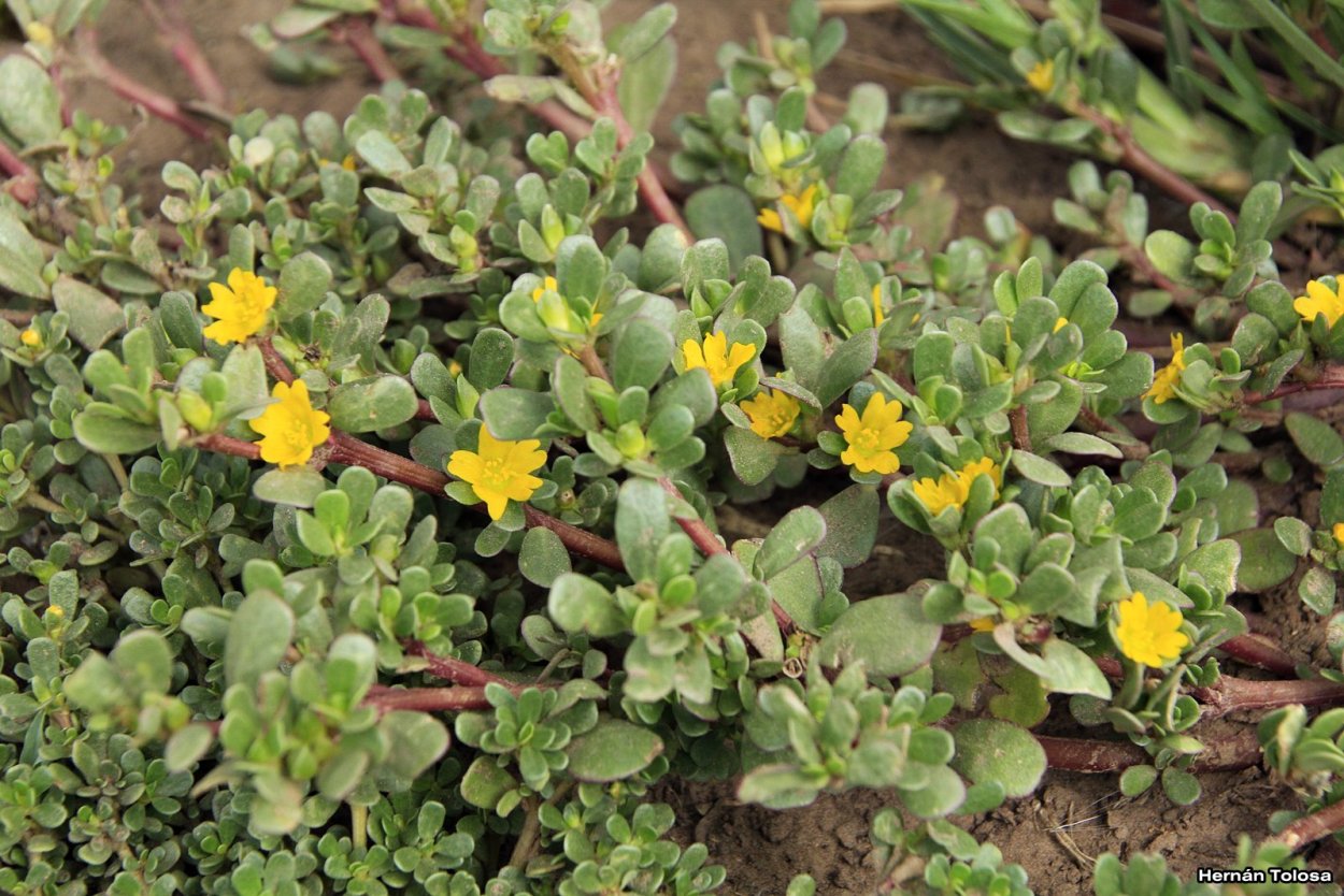 Семизоту портулак