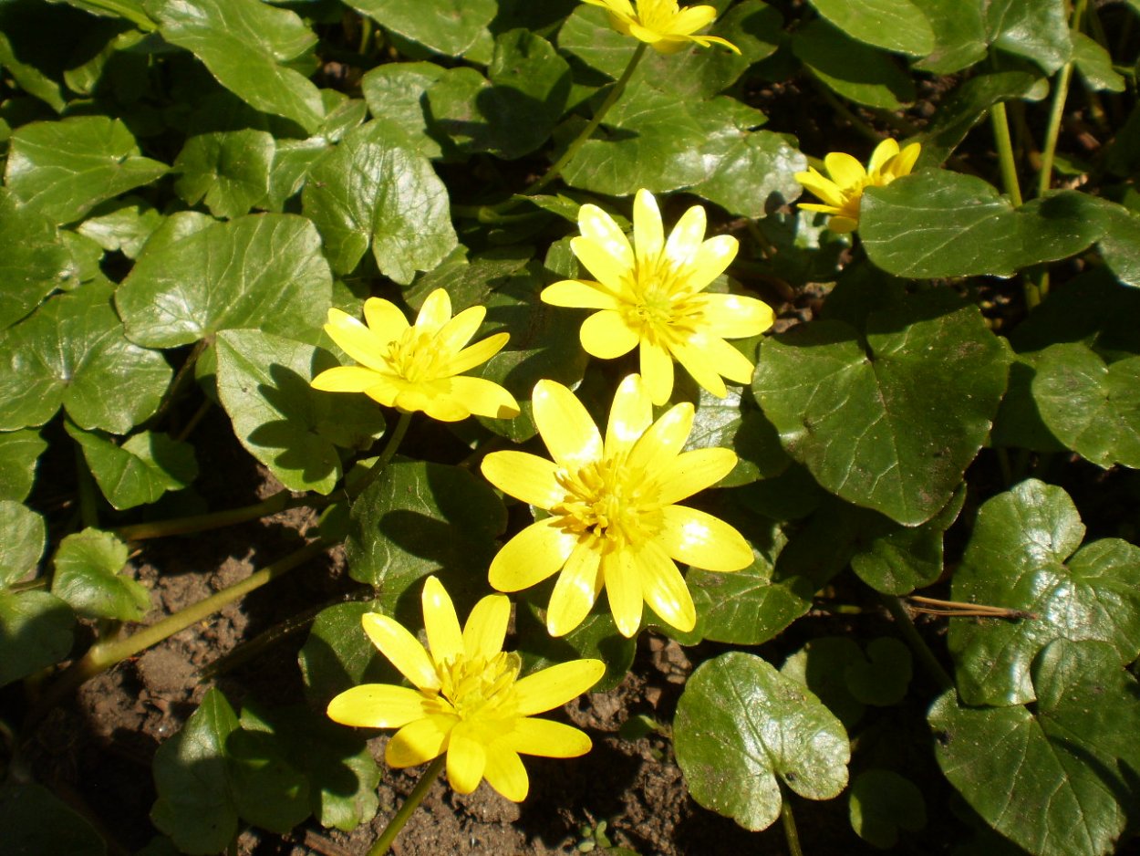 Чистяк весенний (ficaria)