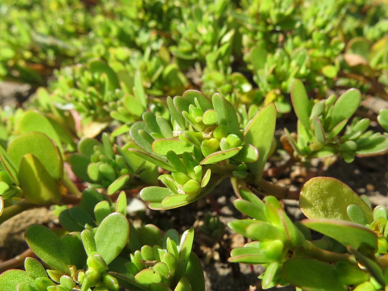 Портулак Луговой