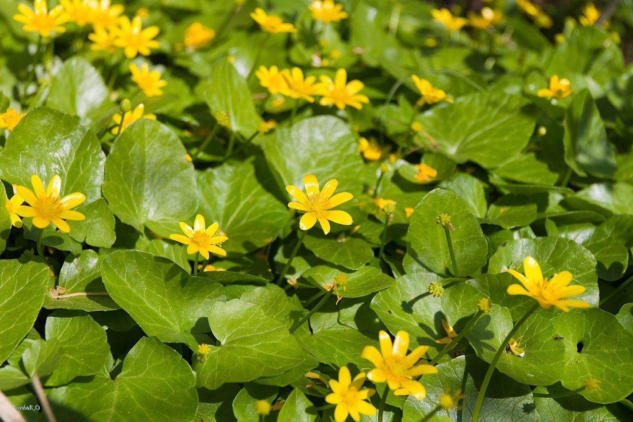 Чистяк весенний жабник