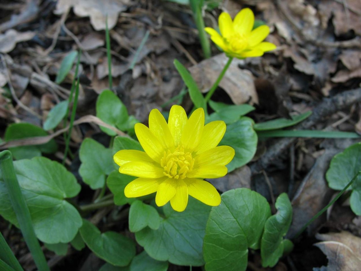 Чистяк весенний (Ranunculus ficaria)