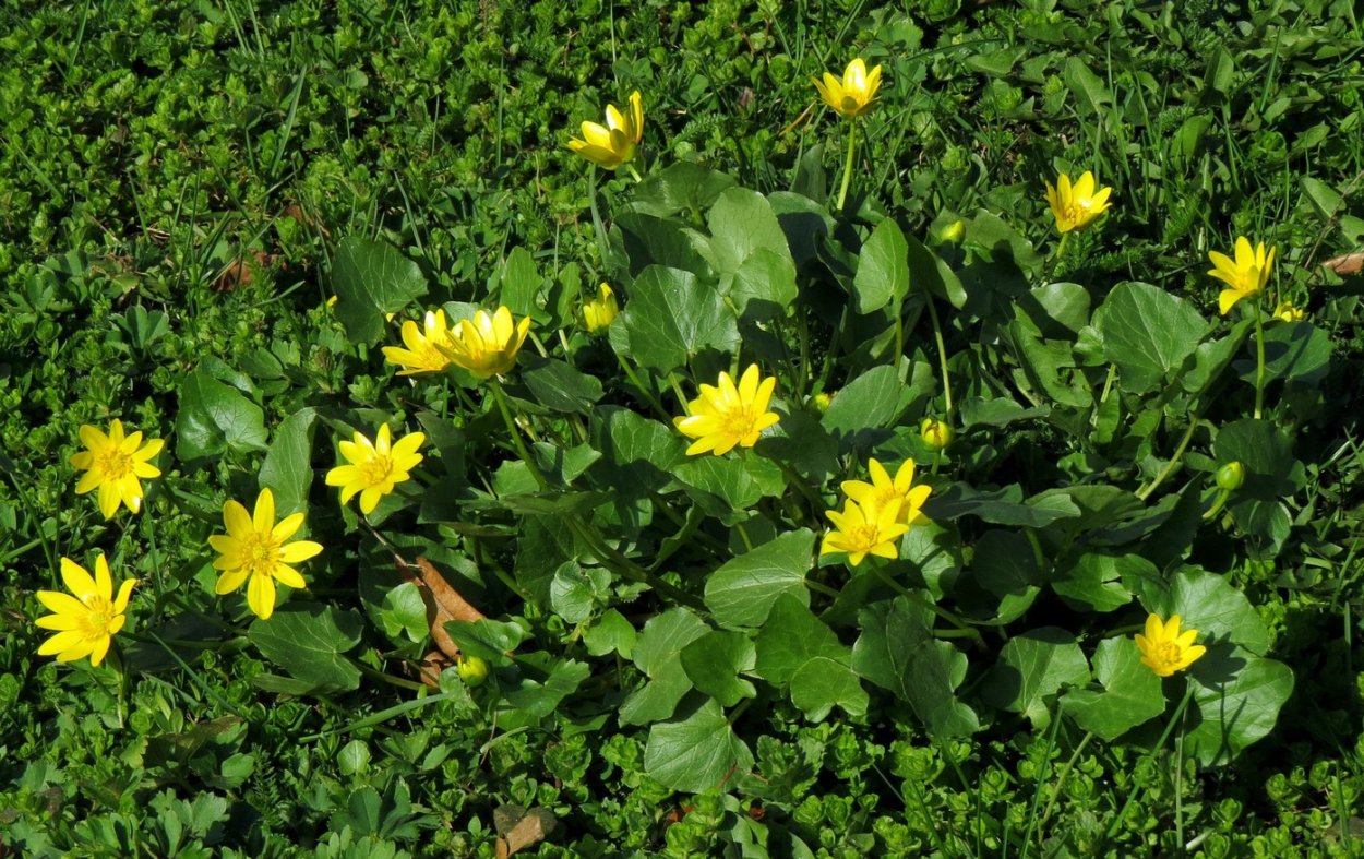 Чистяк Степной