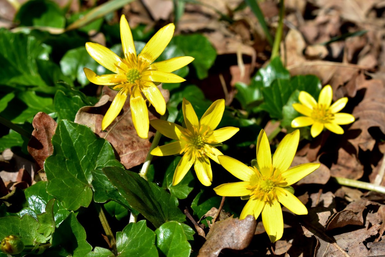Чистяк весенний и чистотел