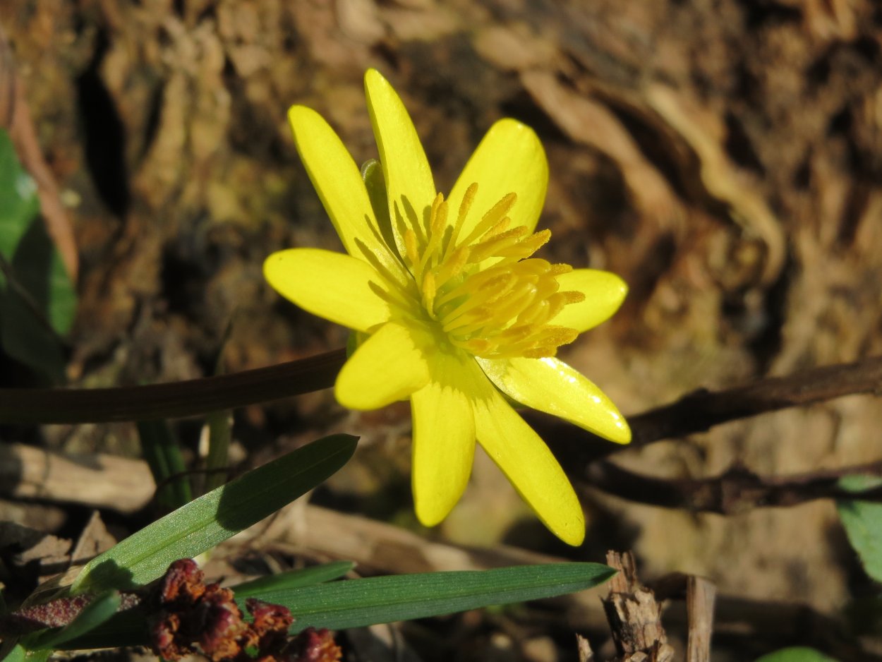 Чистяк весенний (Ranunculus ficaria)