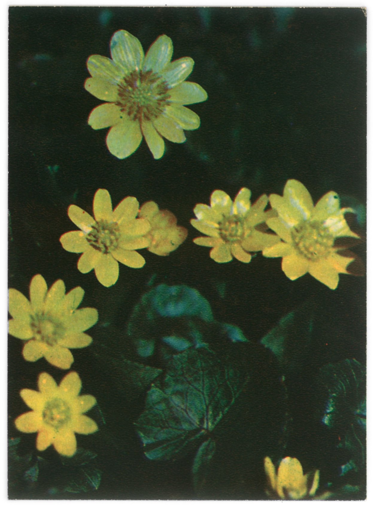 Чистяк весенний