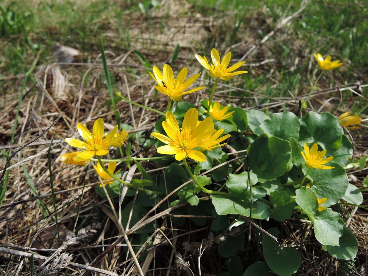 Чистяк весенний