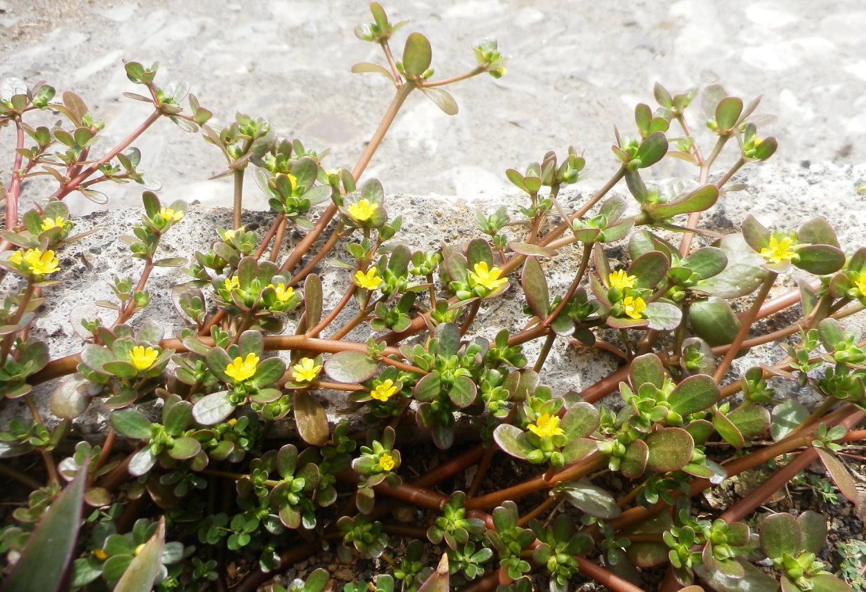 Портулак дикий