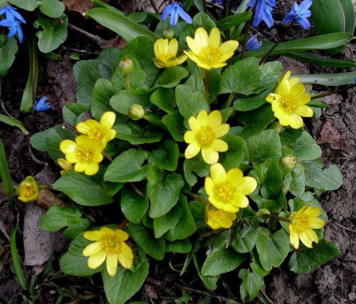 Чистяк имеет запах