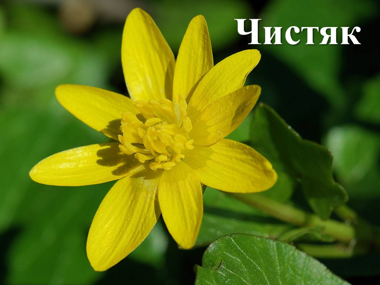 Чистяк весенний ficaria Verna