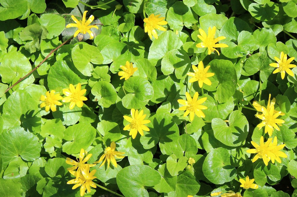 Чистяк калужницелистный