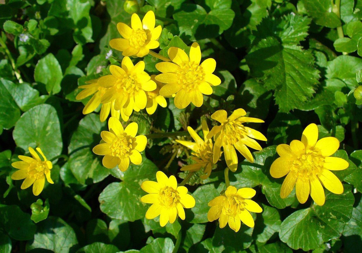 Чистяк калужницелистный