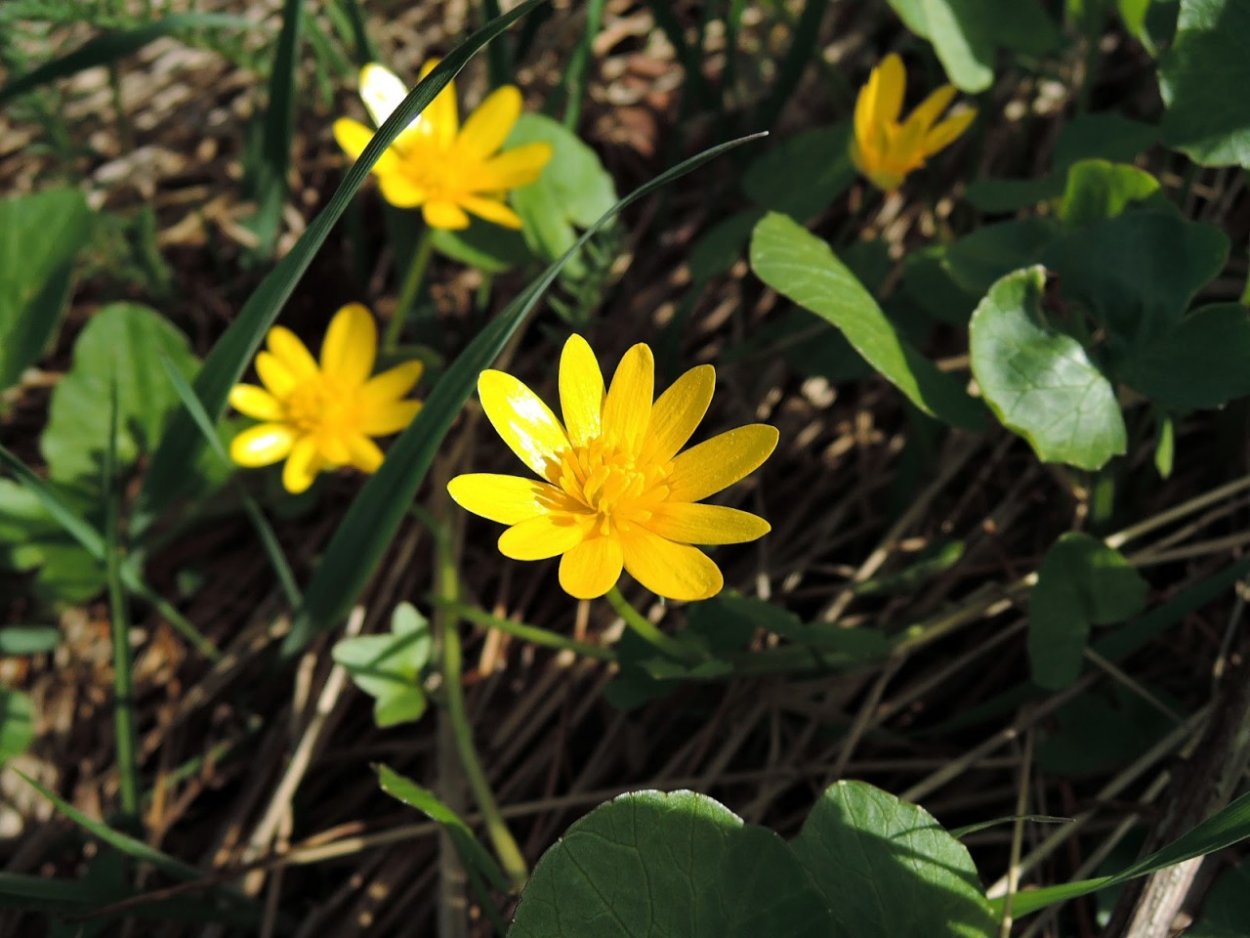 Чистяк калужницелистный