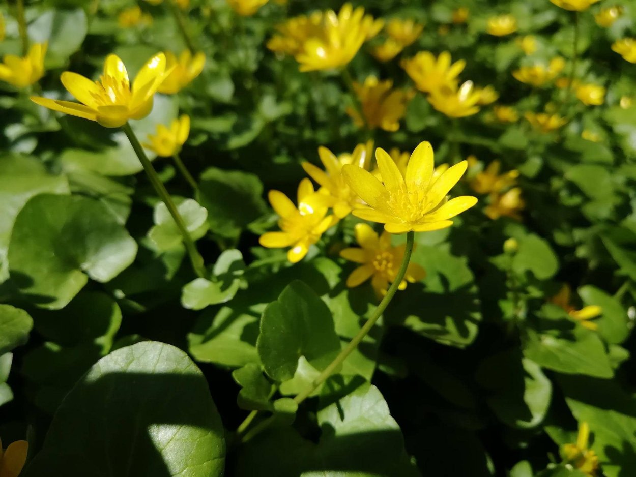 Семейство Лютиковые ficaria Verna