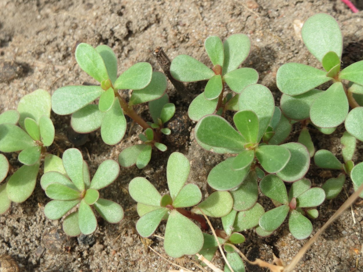 Трава портулак огородный