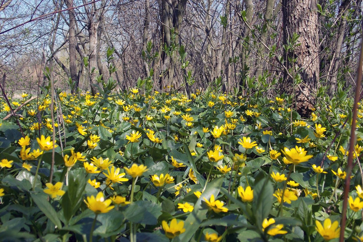 Чистяк весенний бальзам