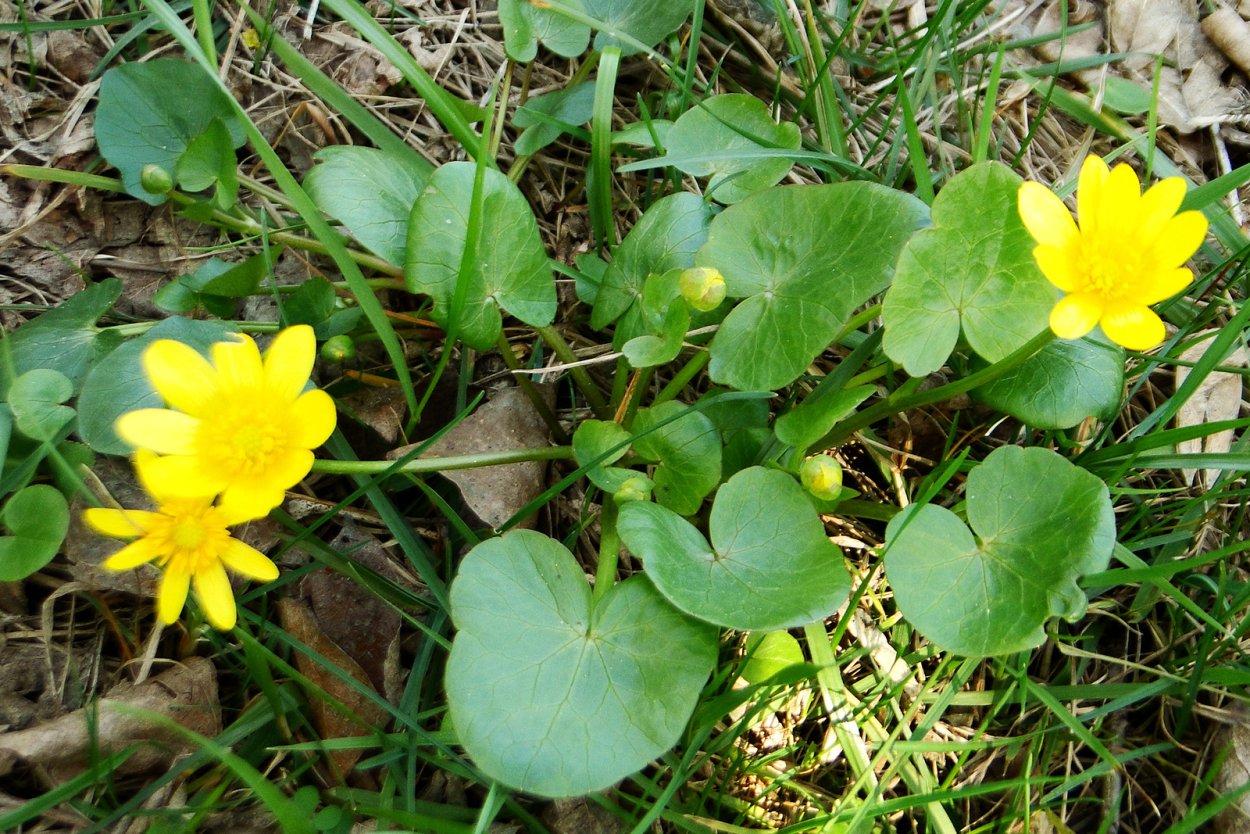 Чистяк Ranunculus ficaria aurantiacus