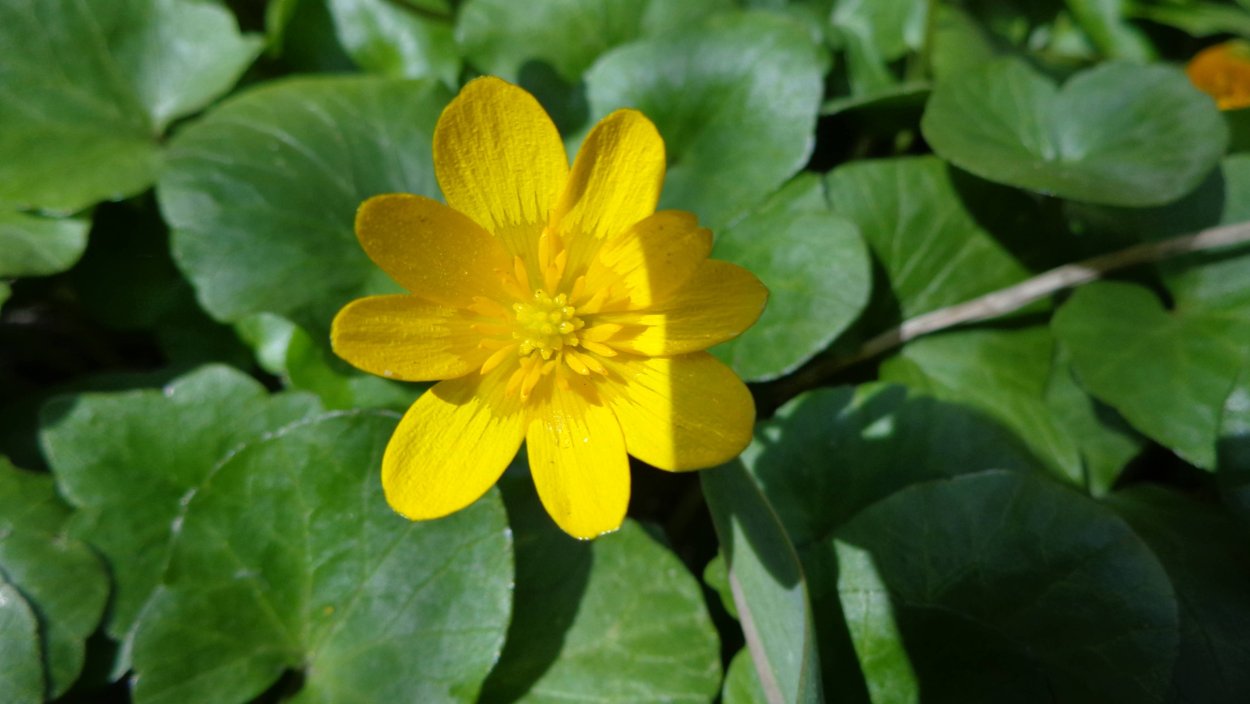 Лютик Чистяк