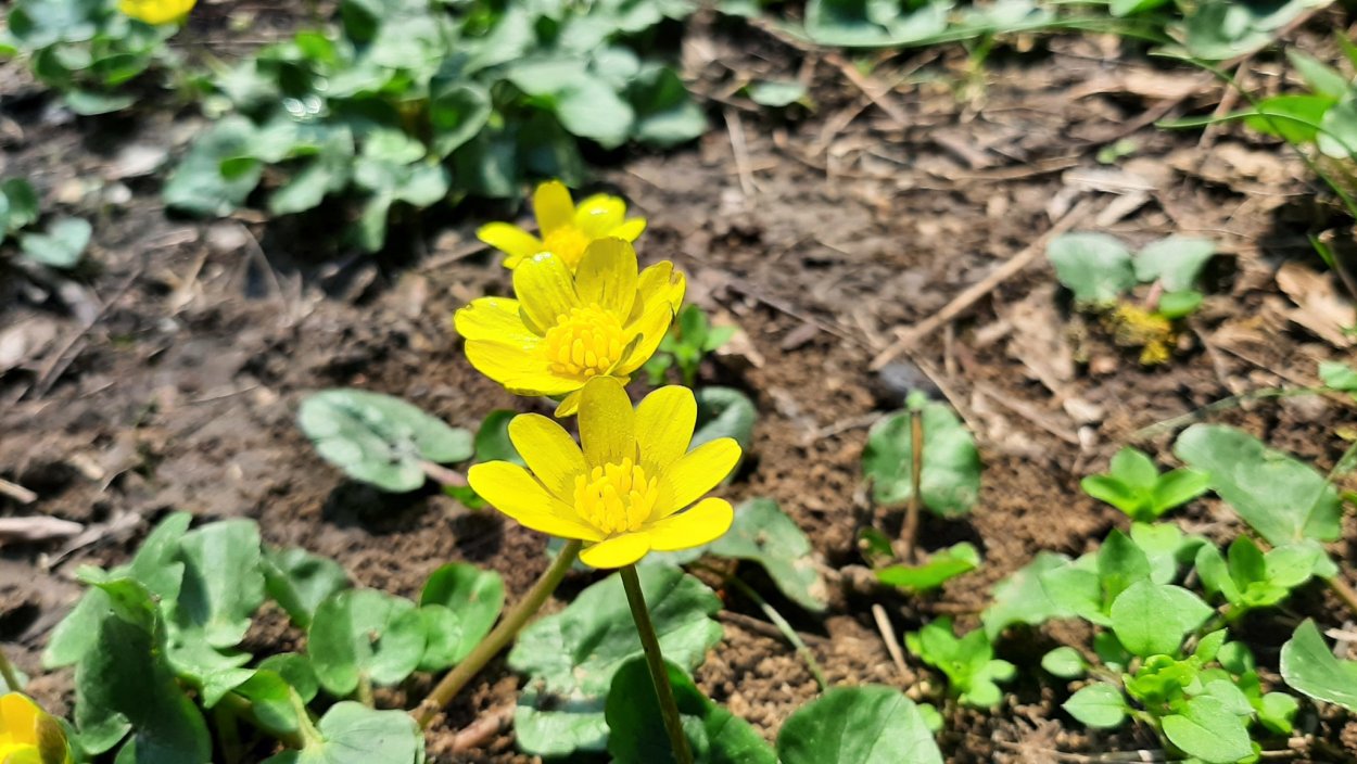 Жабник Чистяк