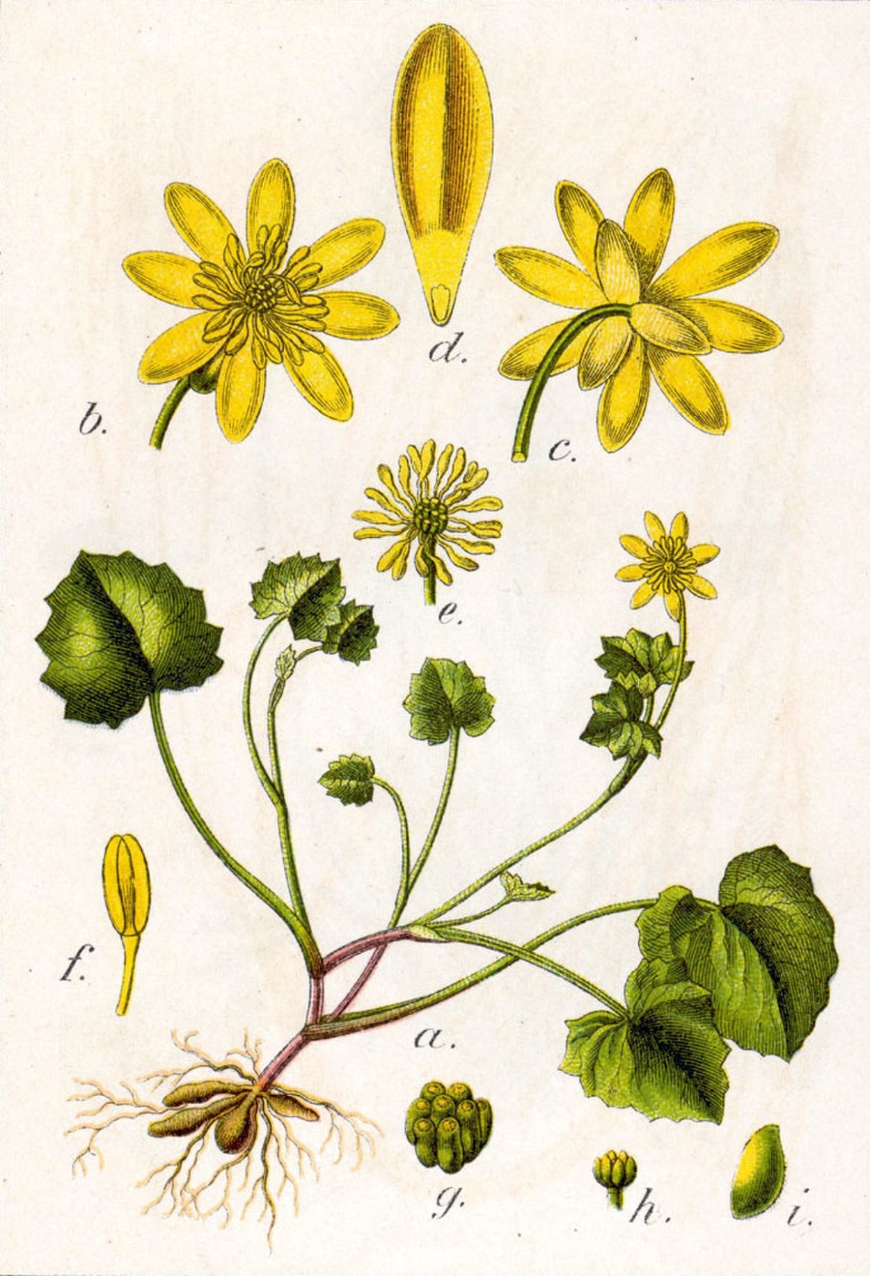 Чистяк весенний (Ranunculus ficaria)