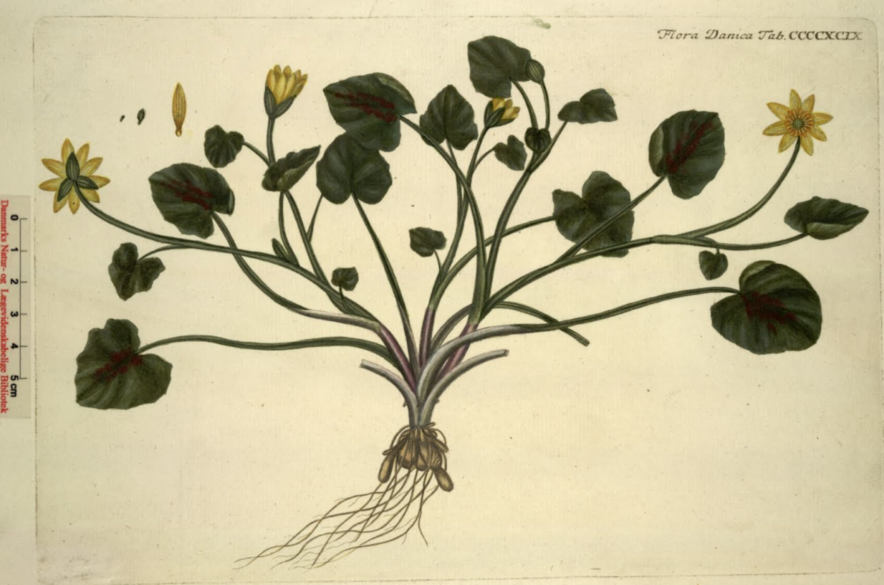 Чистяк весенний листья