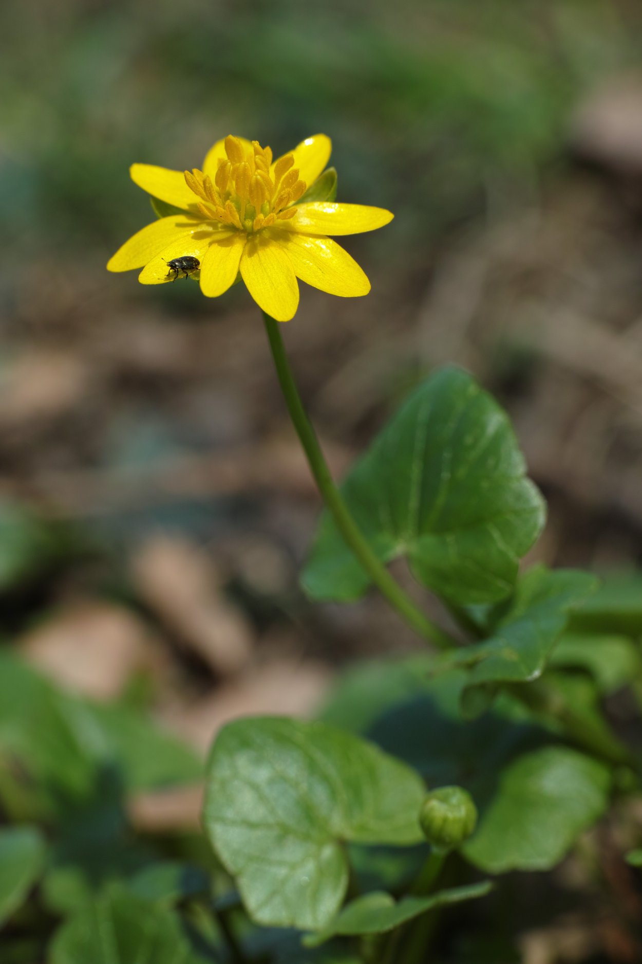 Чистяк весенний