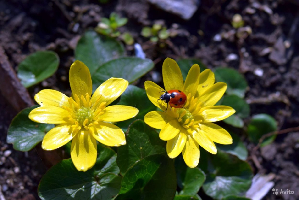Чистяк весенний (Ranunculus ficaria)
